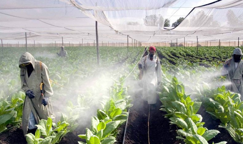 Международные эксперты помогают Китаю сократить использование вредных пестицидов