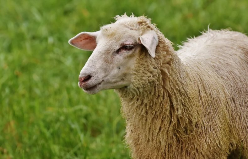 Селекционеры Херсонской области работают над «бройлерной» породой овец