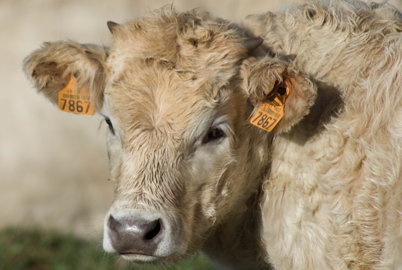 В Полтавской области открыли доильный зал на тысячу коров