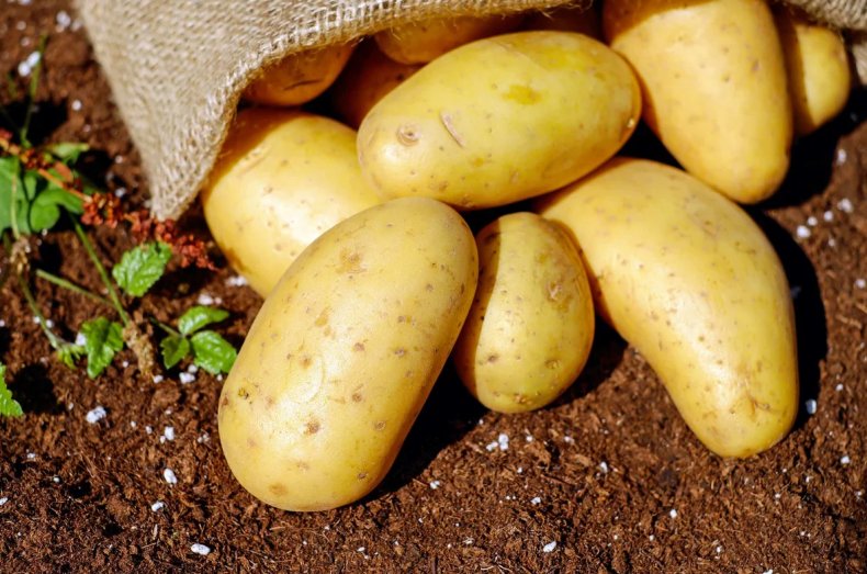 Индийские учёные будут выращивать картофель в воздухе