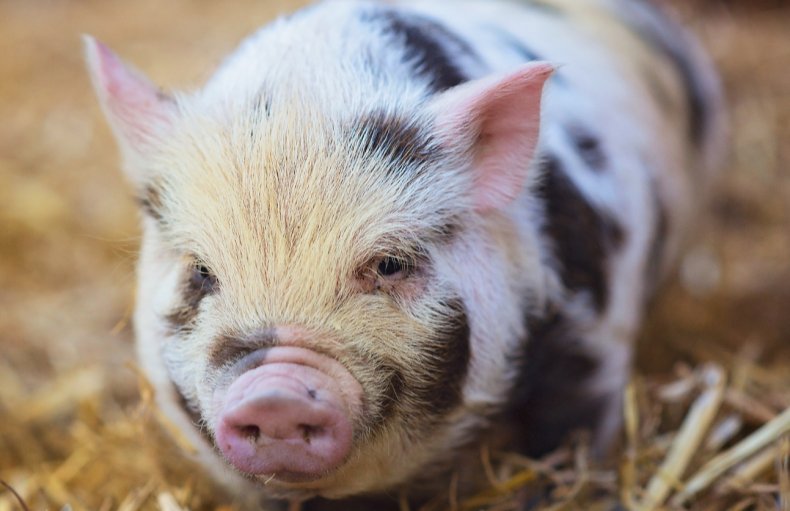 В Беларуси свиньи умирают голодной смертью