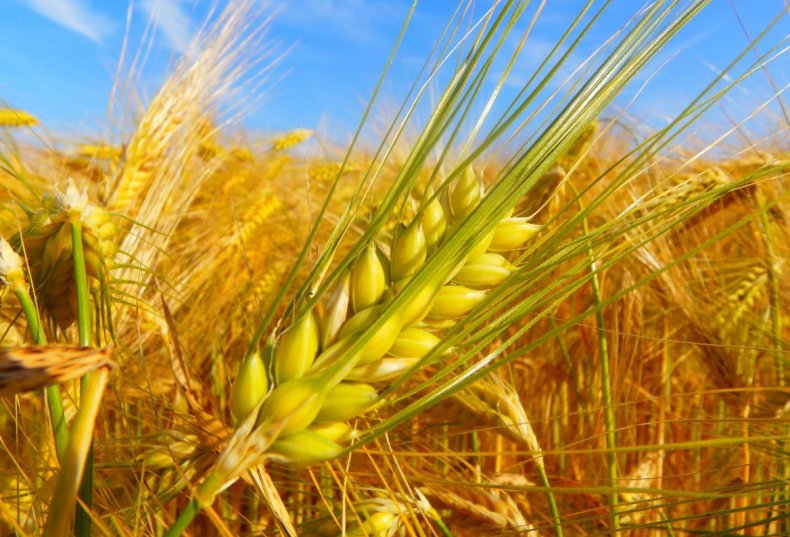 Россия отправила около 4 тысяч тонн пшеницы в Северную Корею