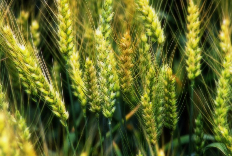 Донские аграрии ознакомились с чудо-пшеницей