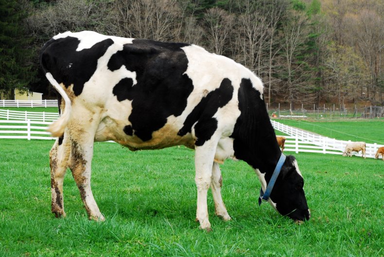 Хозяйства Ровенской области займутся племенным разведением голштинских коров