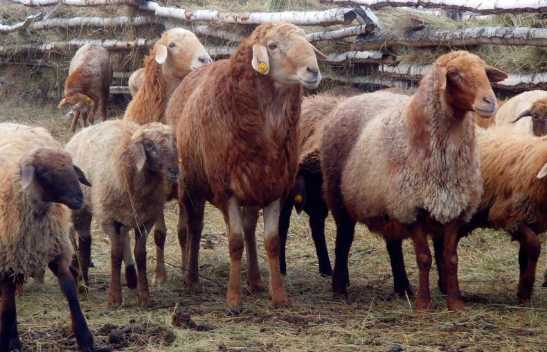 Племенные овцы из Алтайского края отправятся в Северную Корею