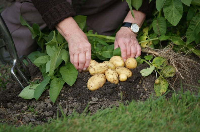 полярный, круг, выращивать, картофель, «Ямальский картофель»