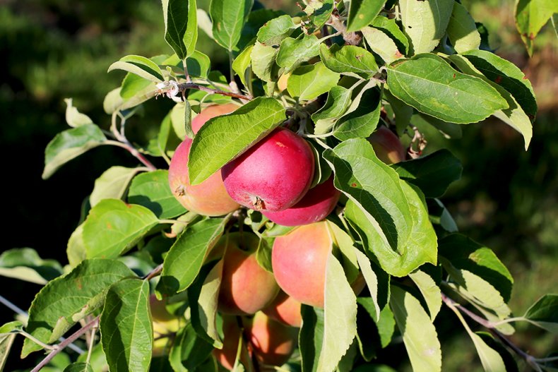 Российские фермеры вынужденно понижают цены на яблоки нового урожая