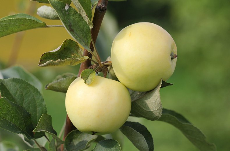 Российские фермеры вынужденно понижают цены на яблоки нового урожая