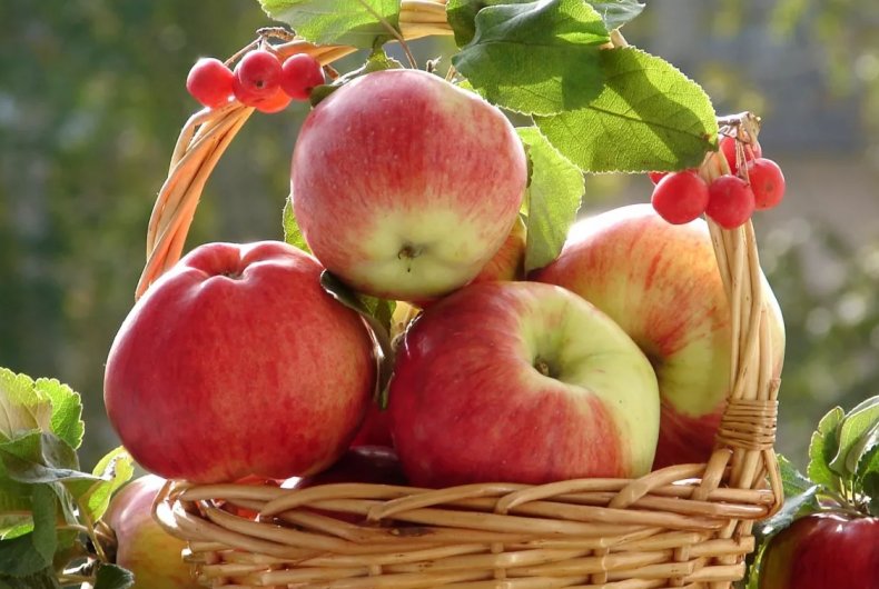 В сезоне 2018-2019 украинские производители экспортировали яблоки в 18 стран мира