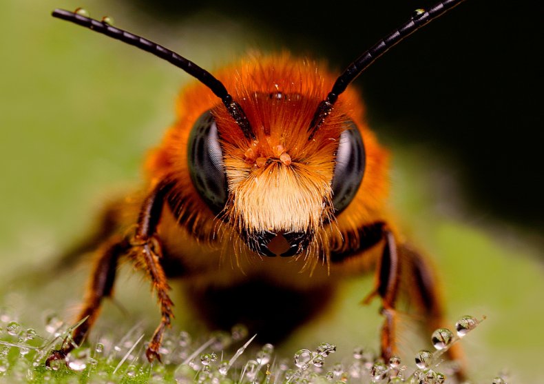 Власти Липецкой области материально поддержат пчеловодов