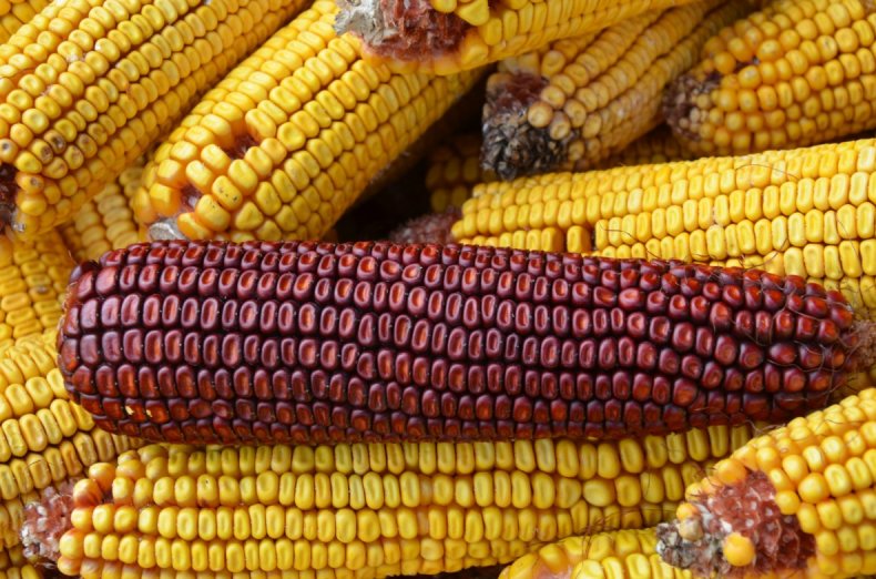 Украинские аграрии предпочитают семена кукурузы зарубежной селекции