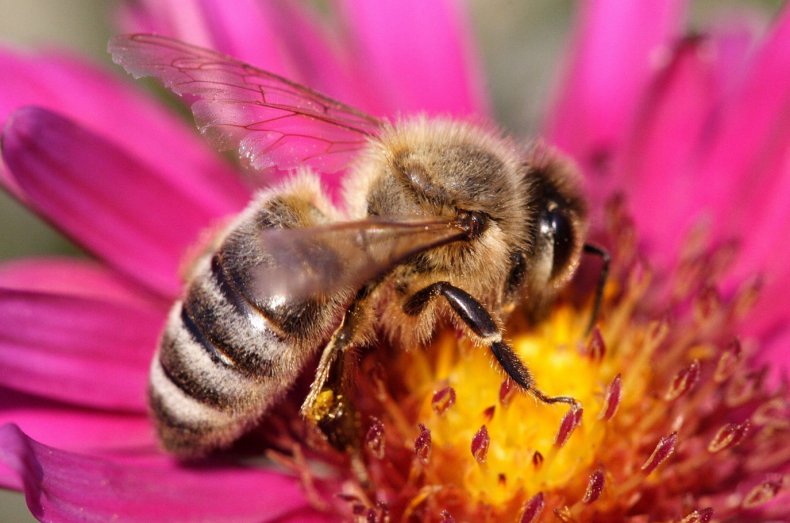 Тамбовские пасечники защитят своих пчёл новым законом