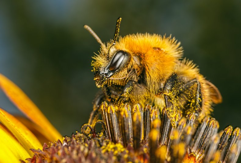 Урон российских пчеловодов от гибели пчёл составил 28 миллионов евро
