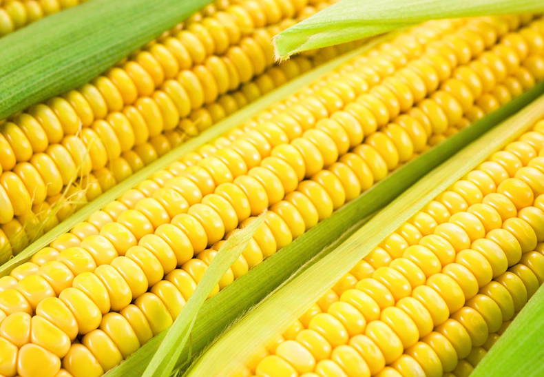 В Германии кукуруза превратилась в попкорн прямо на поле