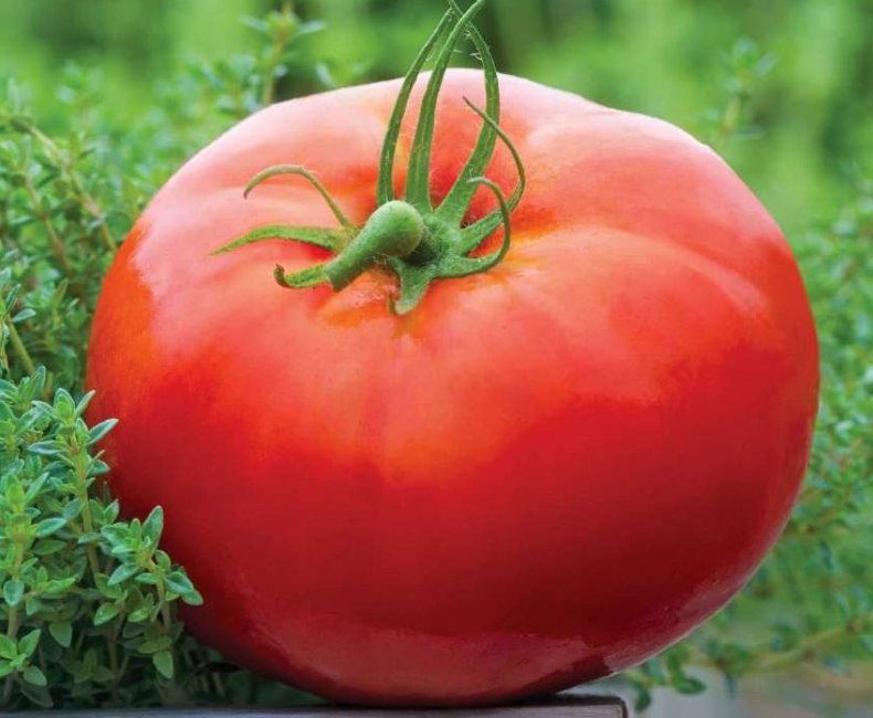 На Запорожье вырастили гигантские томаты