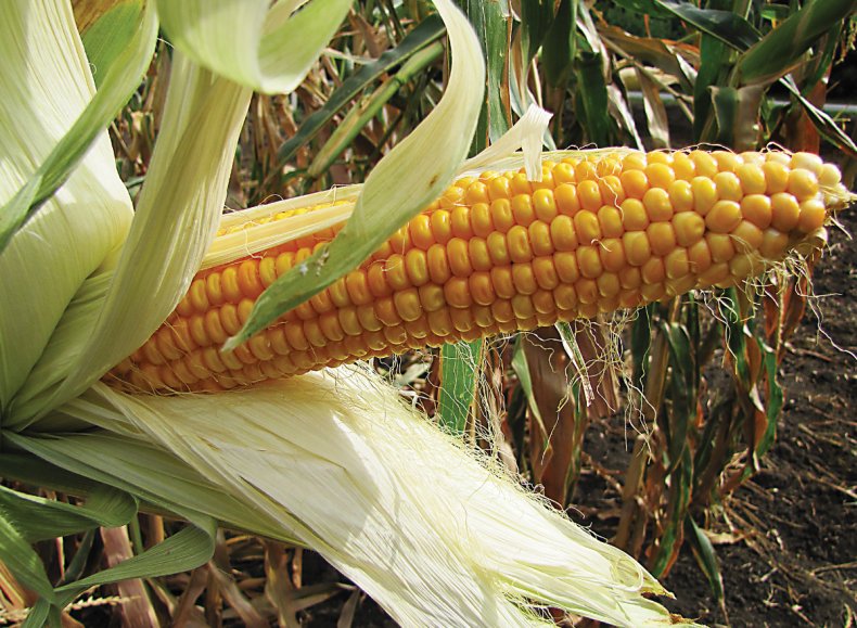 Фермеры Бразилии получили 6 новых гибридных сортов кукурузы