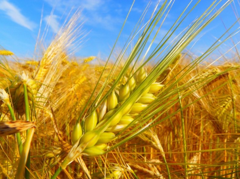 Аномальная жара не дала Украине выйти на рекорд урожайности зерновых