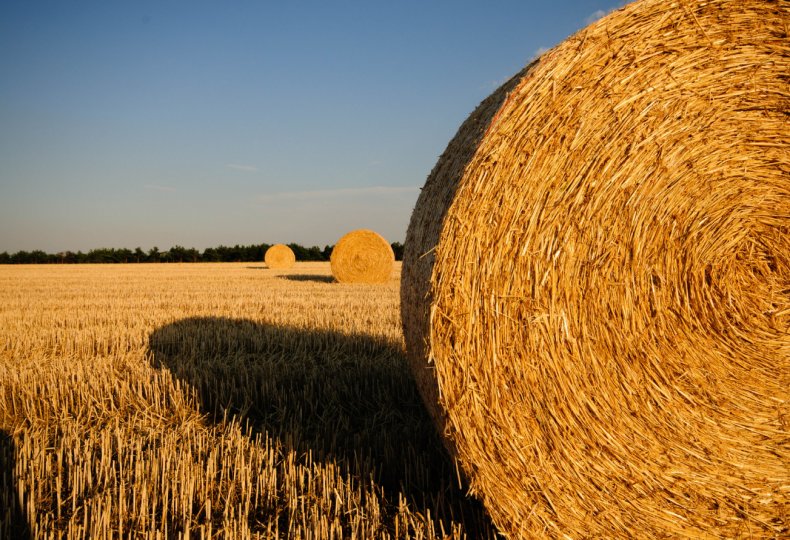 Сельское хозяйство Румынии не развивается из-за нехватки кадров
