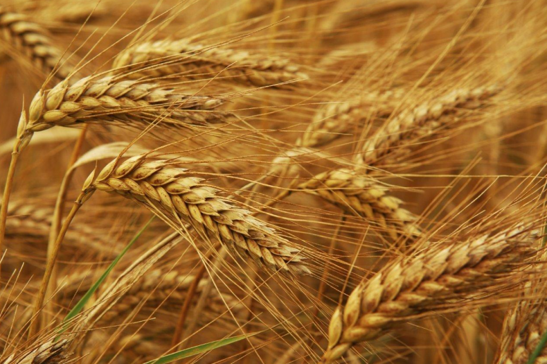 Запорожские аграрии собрали 2, 92 миллионов тонн зерна