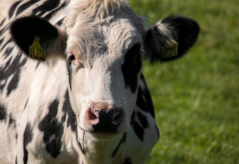 Бранденбургская ассоциация фермеров отрицает воздействие скота на климат