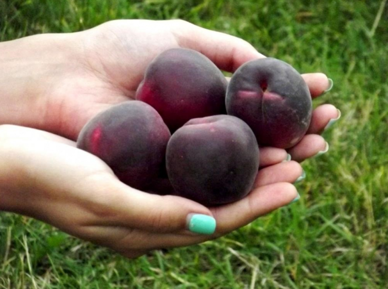 абрикос, выращивать, николаевской, Николаевской области, Чёрные абрикосы