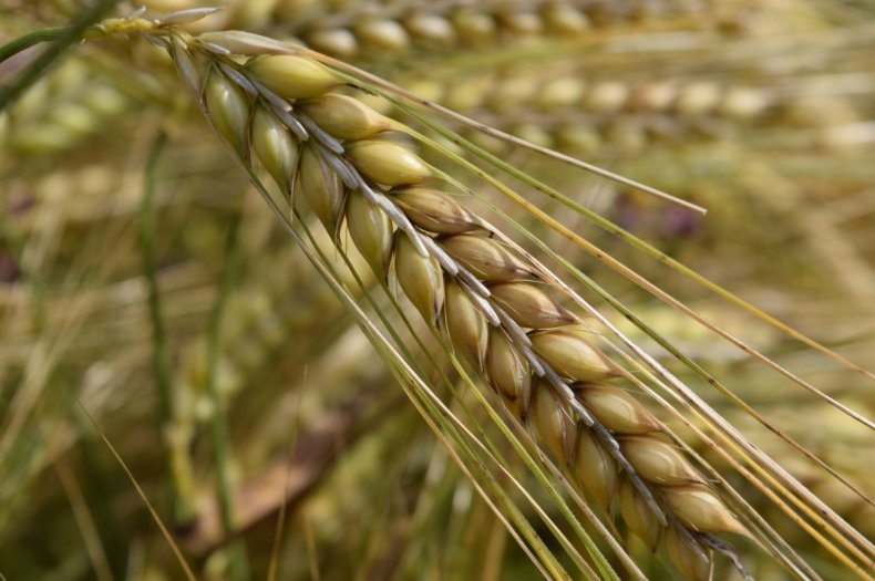 Аграрии Хотинского района Черновицкой области собрали ранние зерновые ещё неделю назад