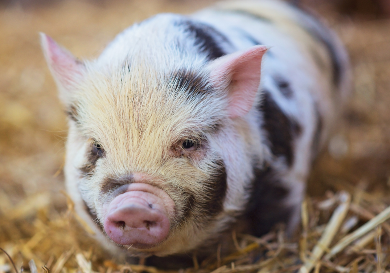 Болгарская свинина станет дороже из-за АЧС