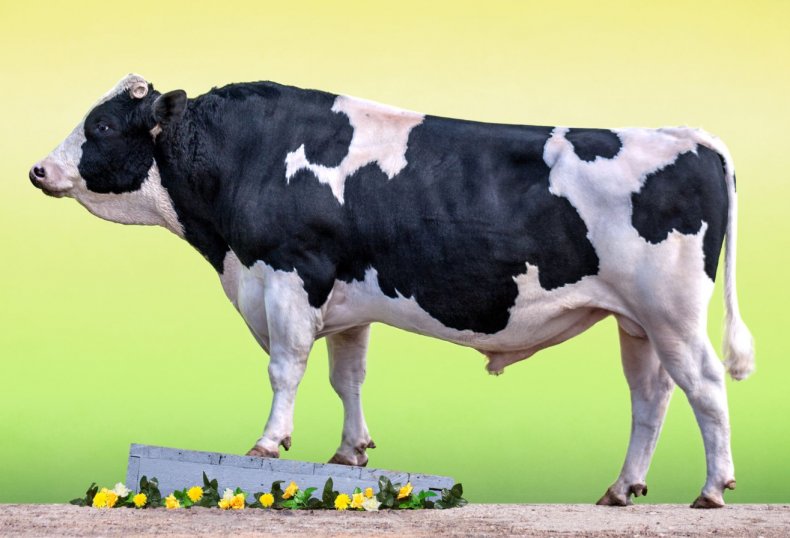 Хмельницкие животноводы поставляют голштинских коров в страны Азии