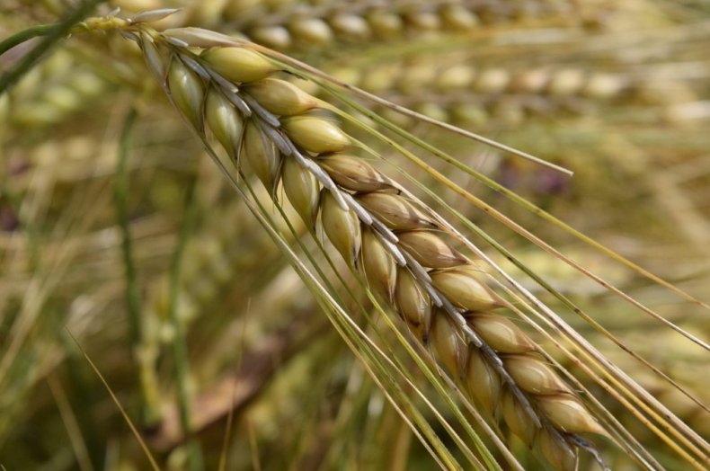 Производство зерновых Таджикистана возросло на 108, 6 тонны