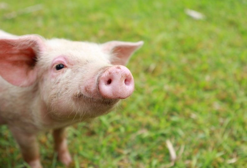 Полтавские животноводы увеличивают поголовье свиней