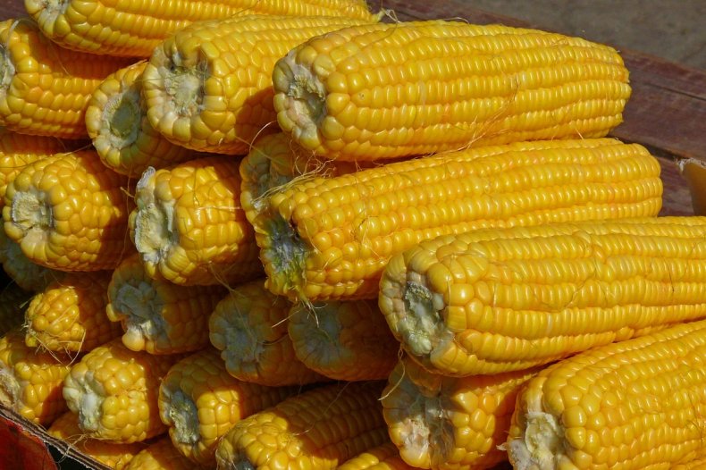 Американцы предрекают Украине щедрый кукурузный урожай