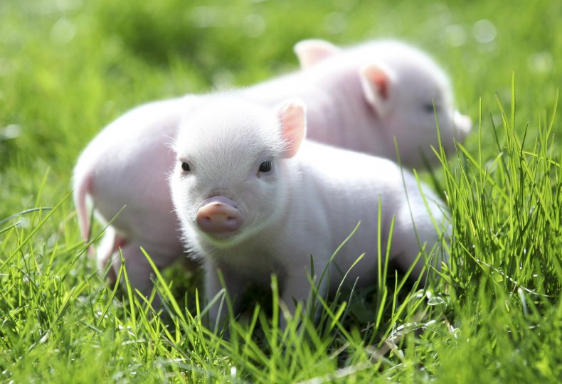 Американским свиньям устраивают банкет со стэйками, омарами и закусками