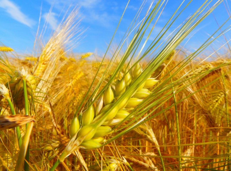 Испуганные немецкие аграрии ищут замену арабским закупщикам пшеницы