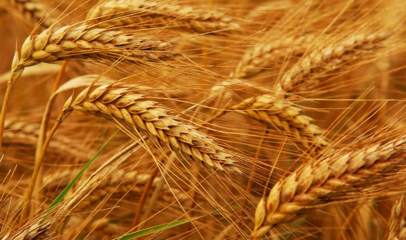 Испуганные немецкие аграрии ищут замену арабским закупщикам пшеницы