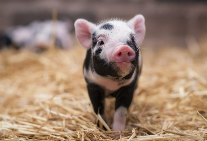 100 тысяч свиней отправятся на убой из-за АЧС в Украине