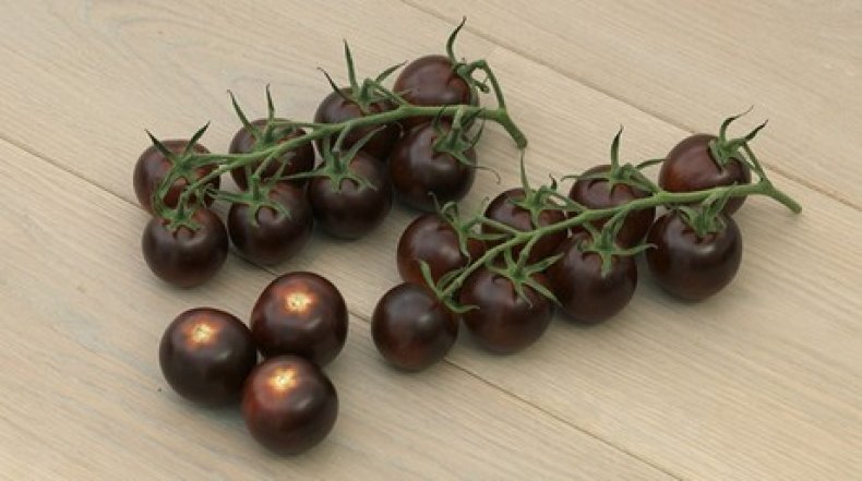 Syngenta представила новый сорт пурпурных томатов Yoom