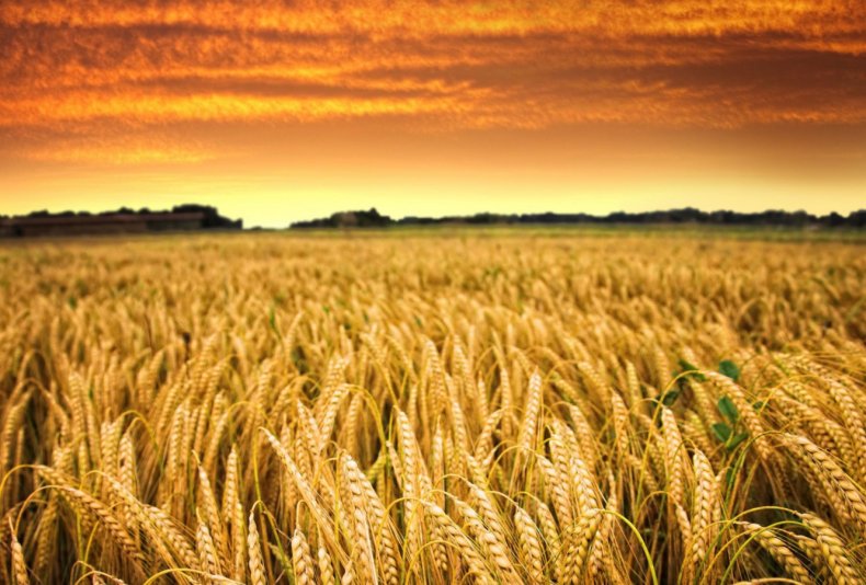 За последние 20 лет Украина стала сельскохозяйственной сверхдержавой
