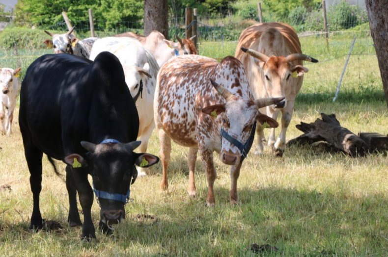 В Германии выращивают около 6 тысяч карликовых коров