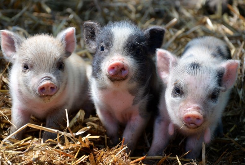 За последние 20 лет в Украине стало вдвое меньше племенных заводов по разведению свиней