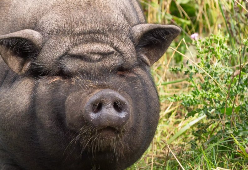 За последние 20 лет в Украине стало вдвое меньше племенных заводов по разведению свиней