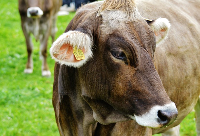 Фермеры Нидерландов вынуждены сократить поголовье скота вдвое