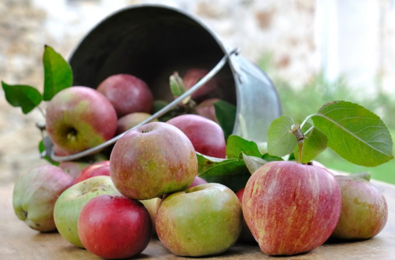 Больше 100 тысяч тонн яблок собрали садоводы Кубани