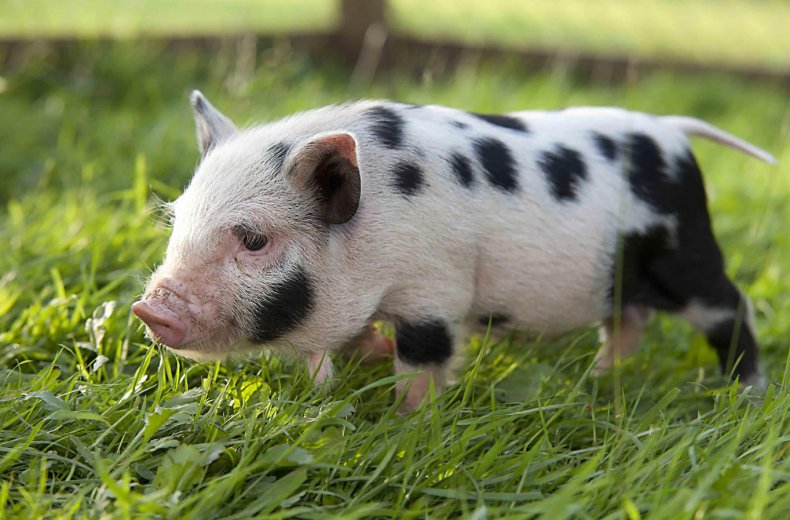 АЧС поразила крупнейшую свиноводческую ферму Румынии