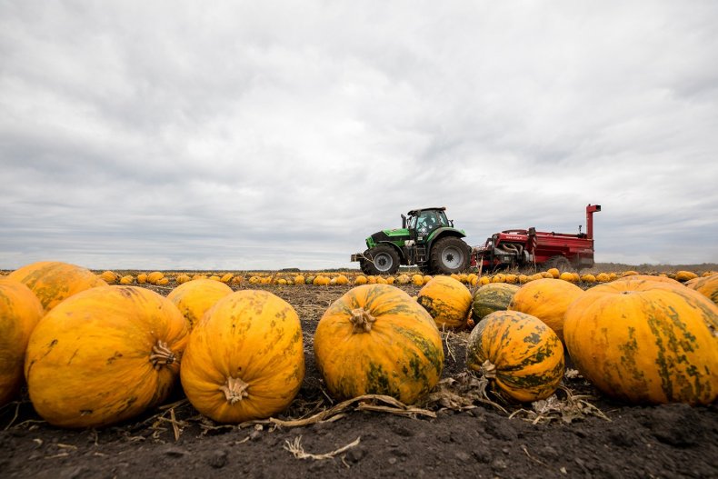 Украинские аграрии собирают урожай голосемянной тыквы с помощью комбайнов
