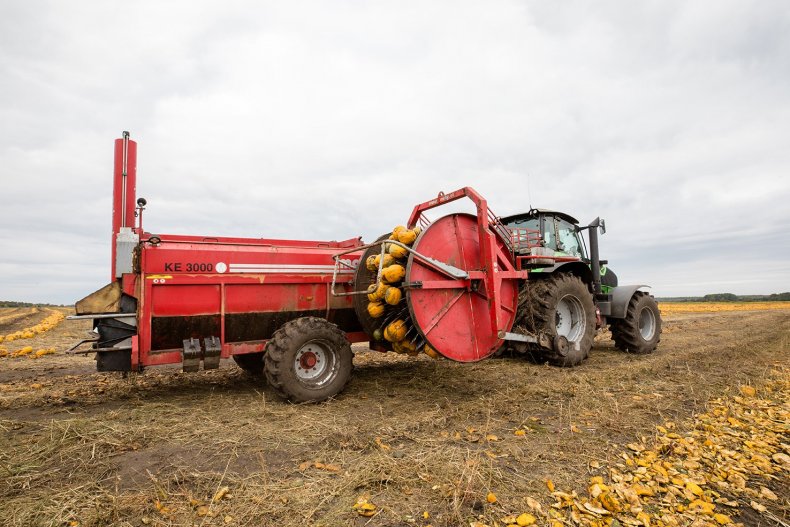 Украинские аграрии собирают урожай голосемянной тыквы с помощью комбайнов
