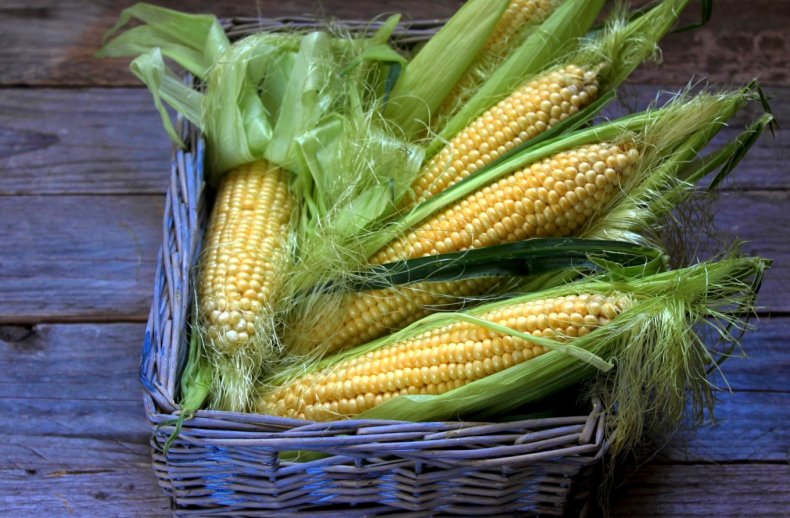 Учёные из Арканзаса налаживают «общение» с кукурузой
