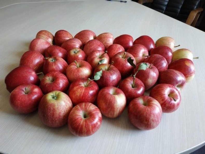 Украинская торговая компания будет экспортировать яблоки в Африку