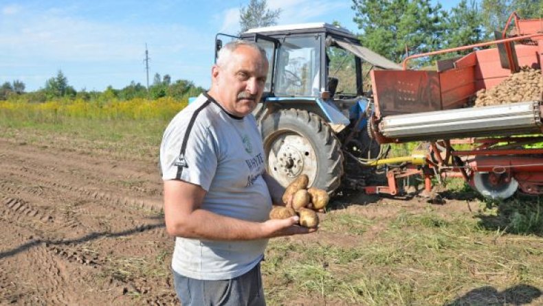 Новгородский фермер использовал неожиданное свойство борщевика