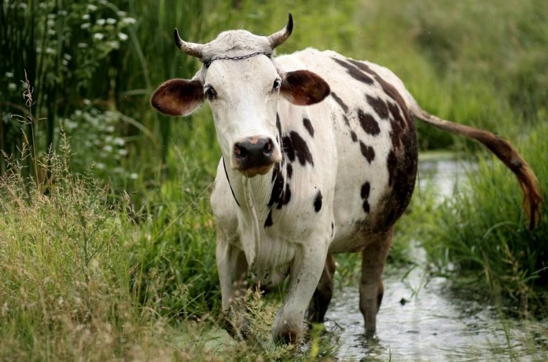 Магаданские учёные разработали диету для молочных коров Севера