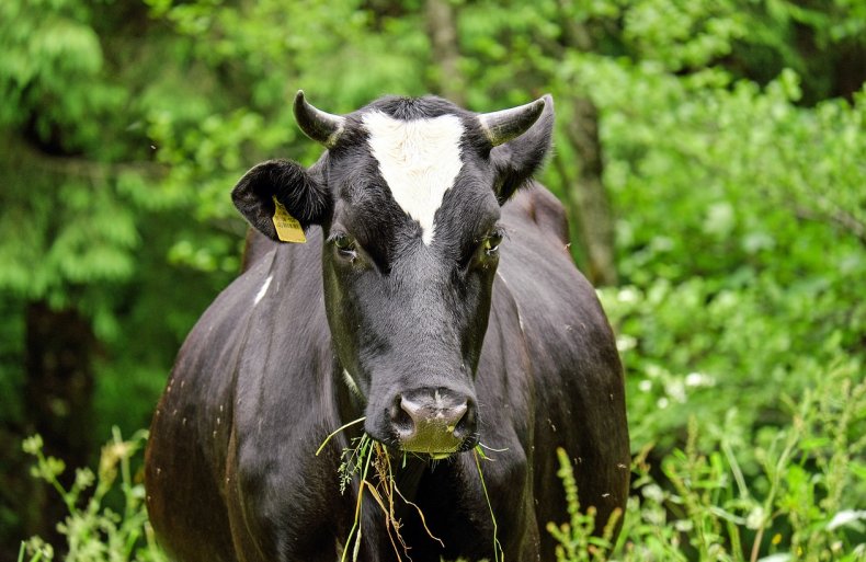 Магаданские учёные разработали диету для молочных коров Севера